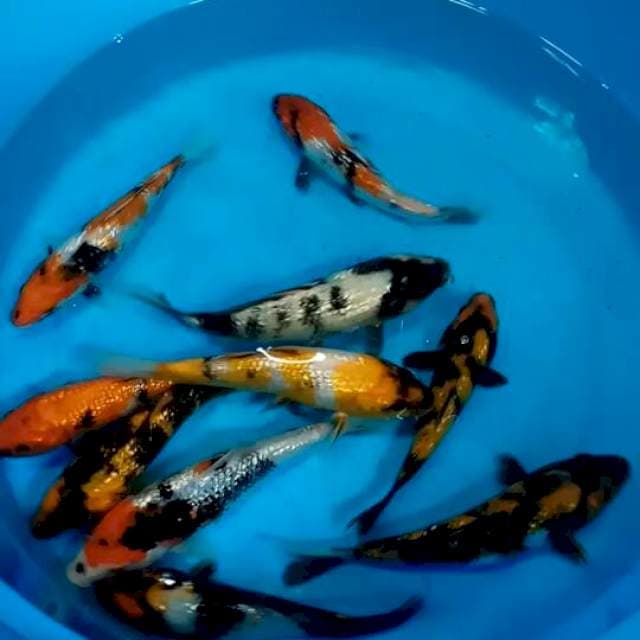 15-20 cm || Hi Showa n Ki Showa