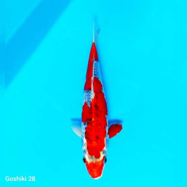 Goshiki