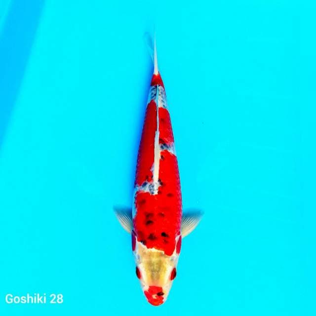 S goshiki