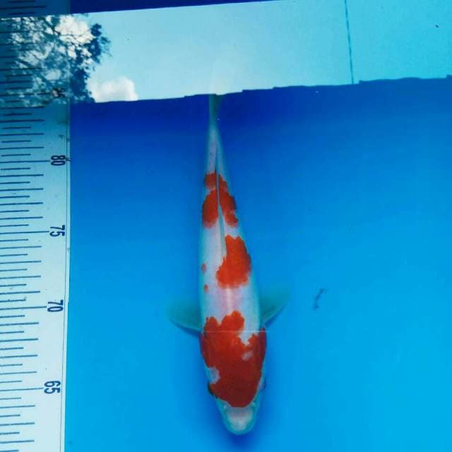 23 cm || KOHAKU SAKURA