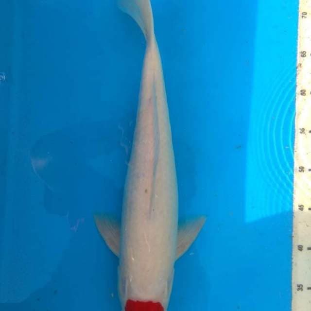 Tancho kohaku 45 cm