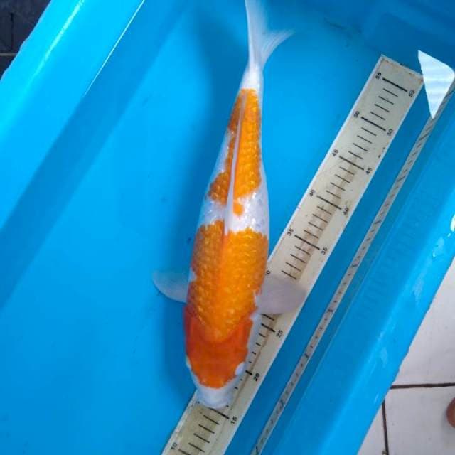 Kohaku ginrin female