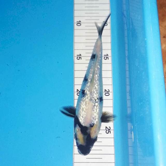 Shiro ginrin 19cm