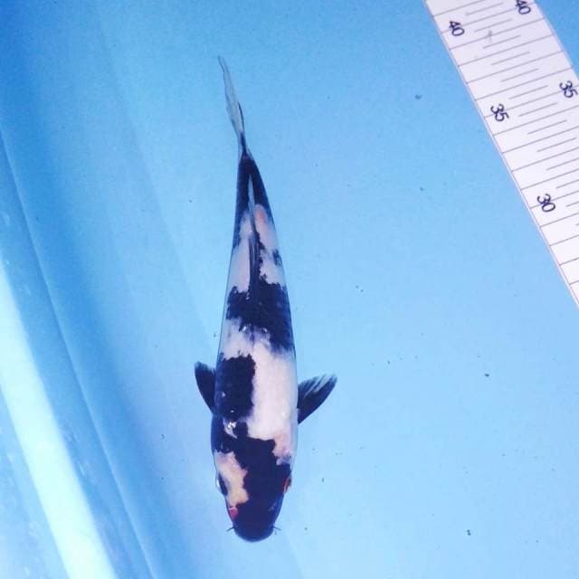 Shiro 21 cm