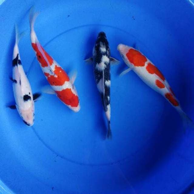 Mix Tategoi Ciamik