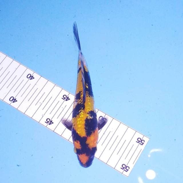 Hi showa 17cm