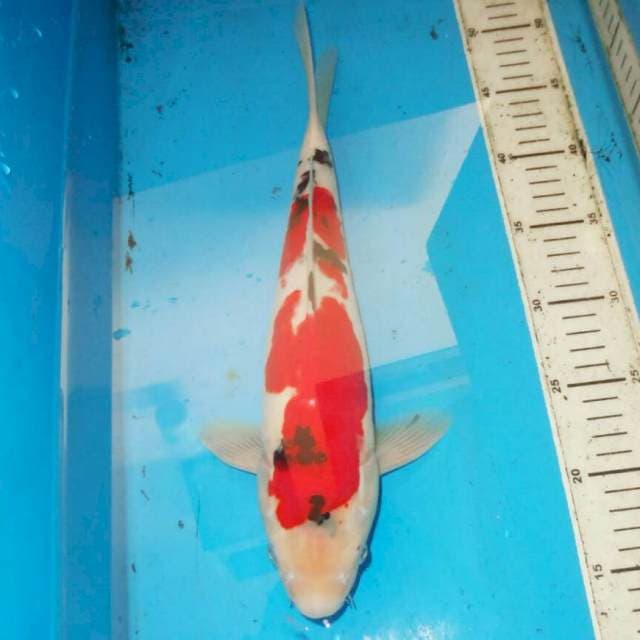 36cm sanshoku