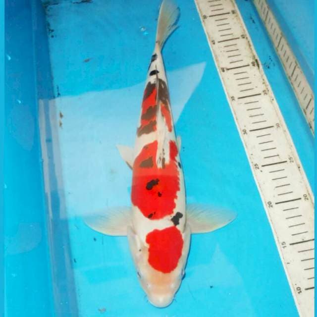 39cm sandan sanke 3step