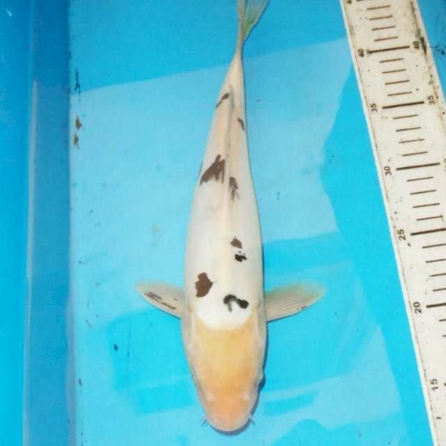 35cm beko dalmation