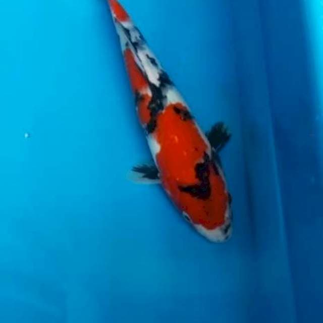 SHOWA RED STRONG 26 CM