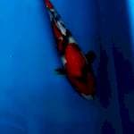 SHOWA RED STRONG 26 CM