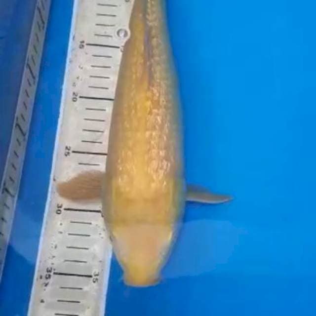 KARASHI GINDRIN 36 CM