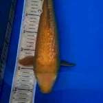 KARASHI GINDRIN 36 CM