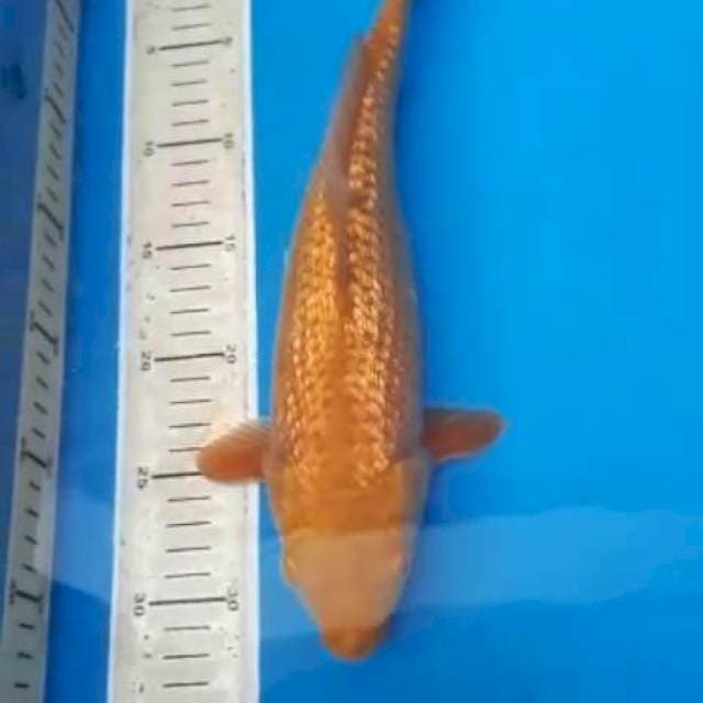 CHAGOI GINRIN 33 CM