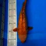 CHAGOI GINRIN 33 CM
