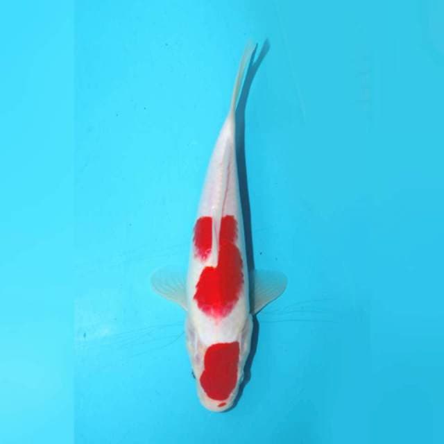 Kohaku f1