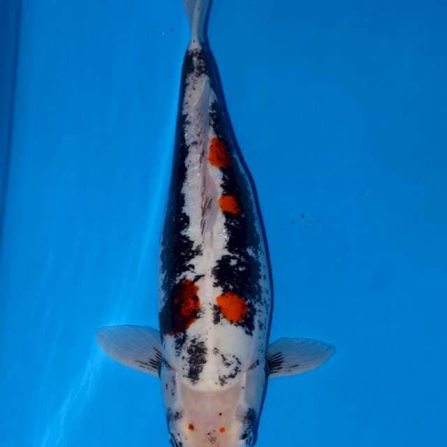 Benikumon