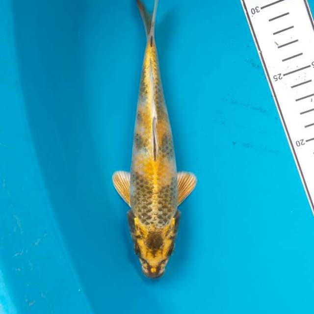 Gin Showa HQ 21cm