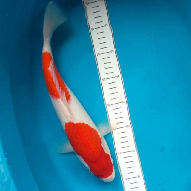 Kohaku F1 bakat jumbo 36cm