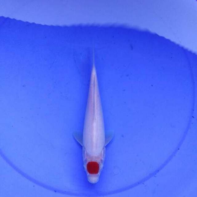 Tancho Kohaku Ciamik