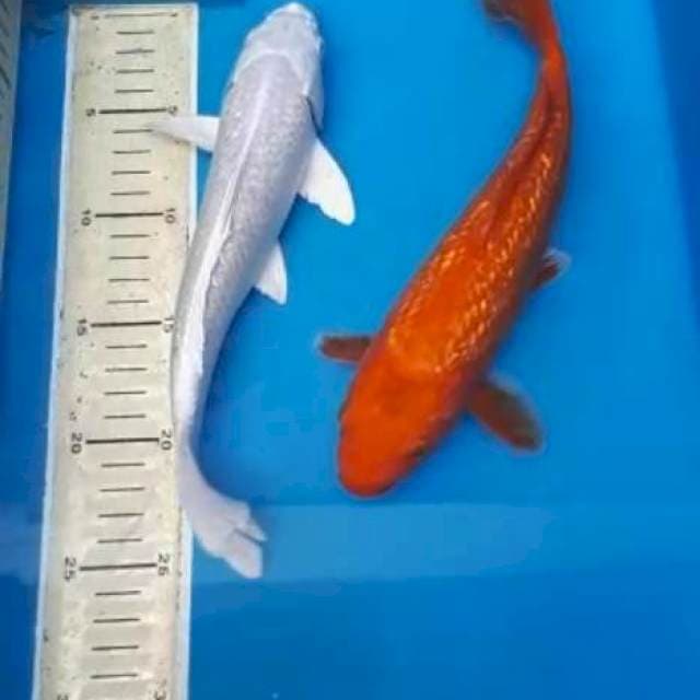 SPESlAL MERAH PUTIH GINRIN 25,28 CM