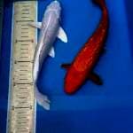 SPESlAL MERAH PUTIH GINRIN 25,28 CM