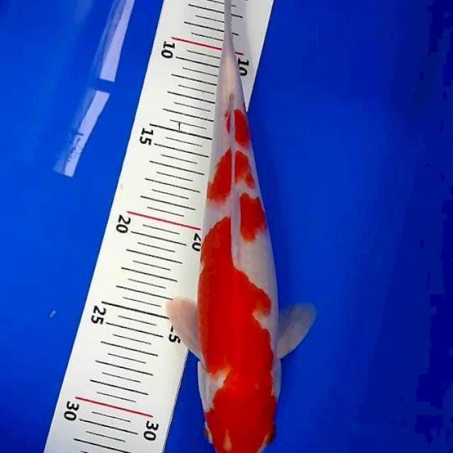 Kohaku