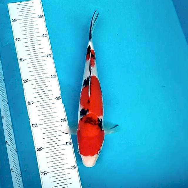 Sanke strong # 32cm