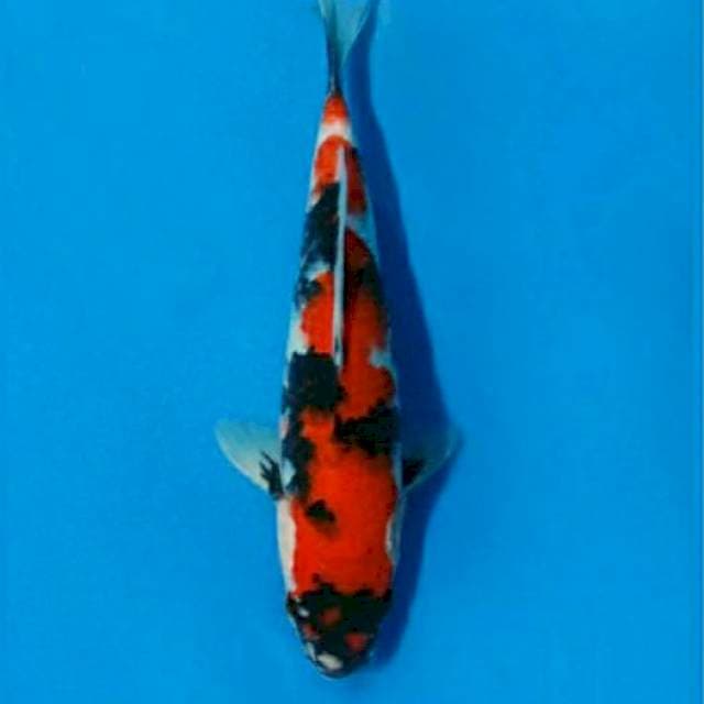 Kotban php " Dewa" , showa sanshoku 28cm esqiyu