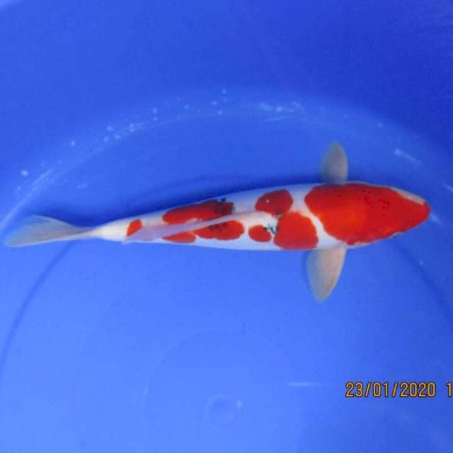 Sansoku28cm