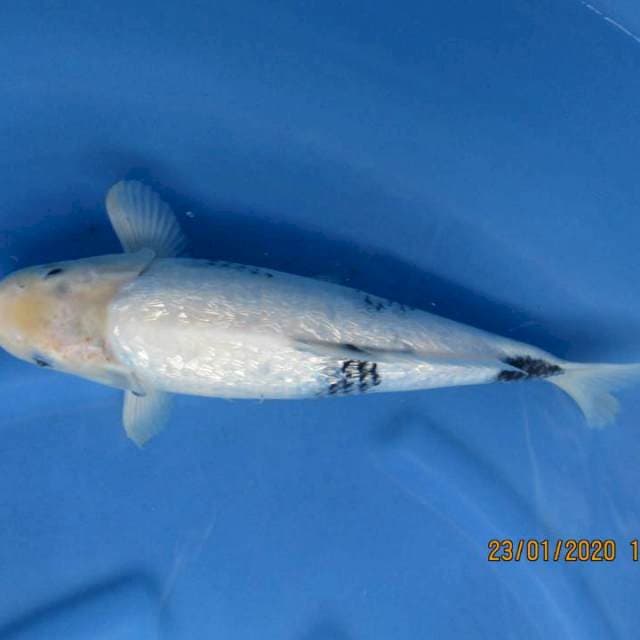 GinriB38cm