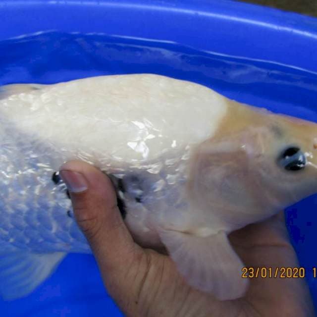GinriB38cm
