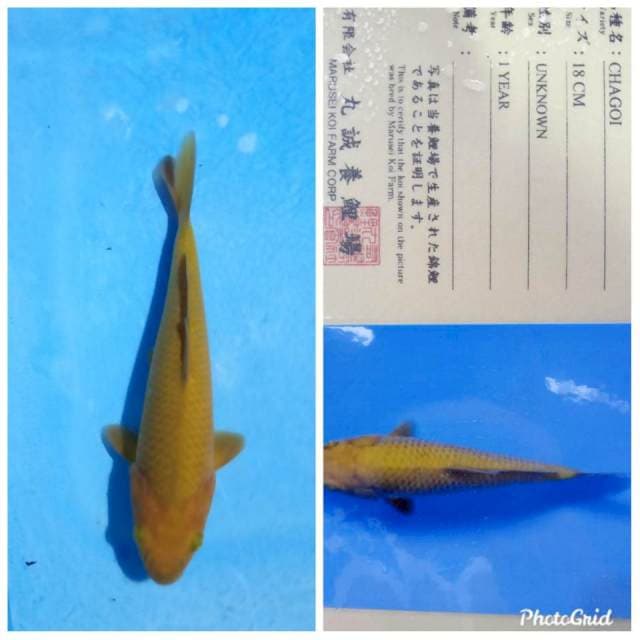 Chagoi import bulky marusei farm