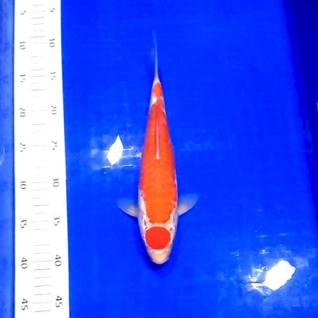 Maruten kohaku doit 28 cm