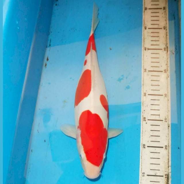 34cm KOHAKU