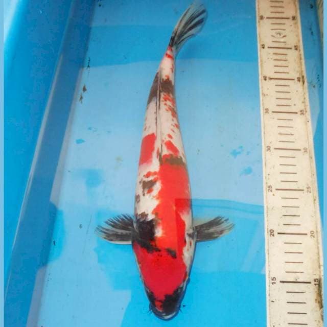 40cm KANOKO SHOWA