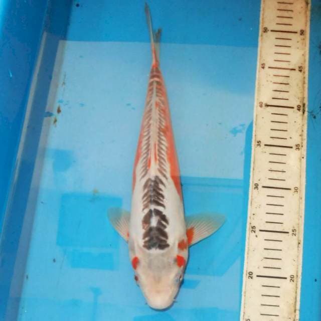 35cm HANA SHUSUI