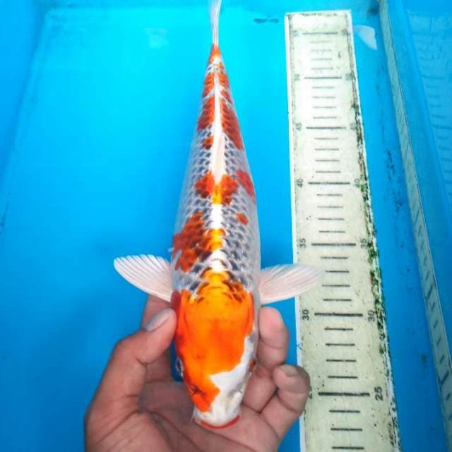 Kujaku Female 30 cm