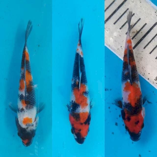 Tiga showa 15cm orisinil
