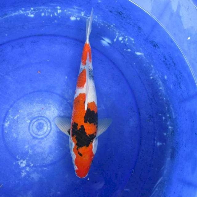 Showa sansoku ±34cm