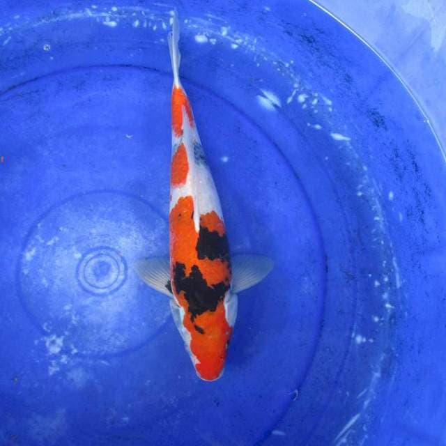 Showa sansoku ±34cm