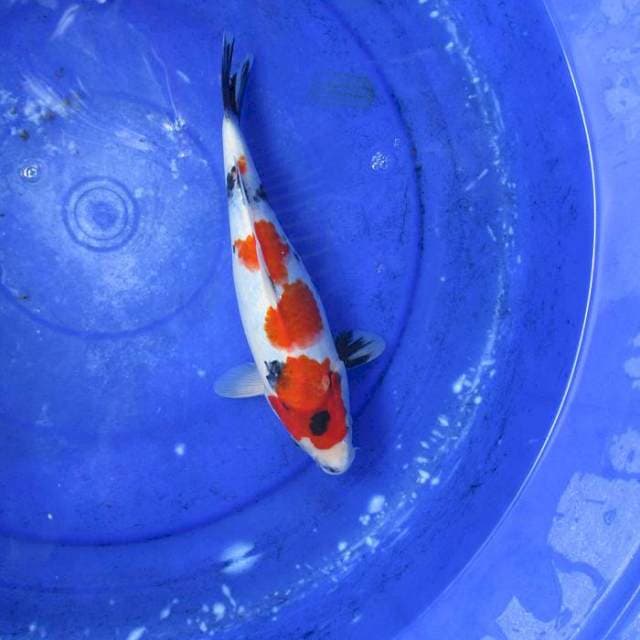 Kindai showa ±28cm
