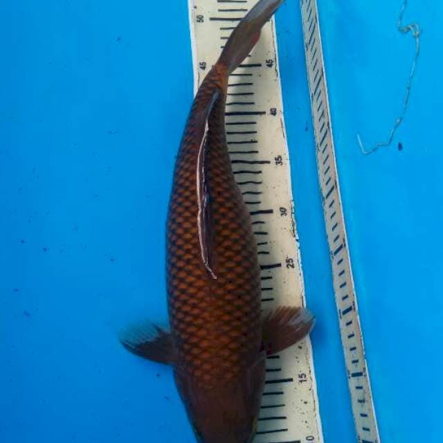 Chagoi Tembaga