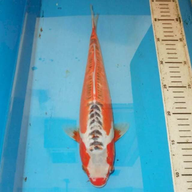 35cm HANA SHUSUI TERPEDO