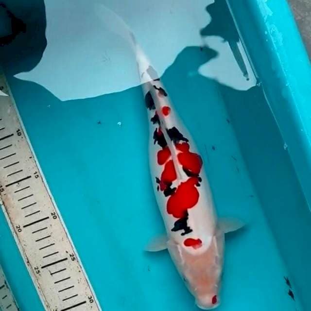 34cm ABSTRAK TSUBOSUMI