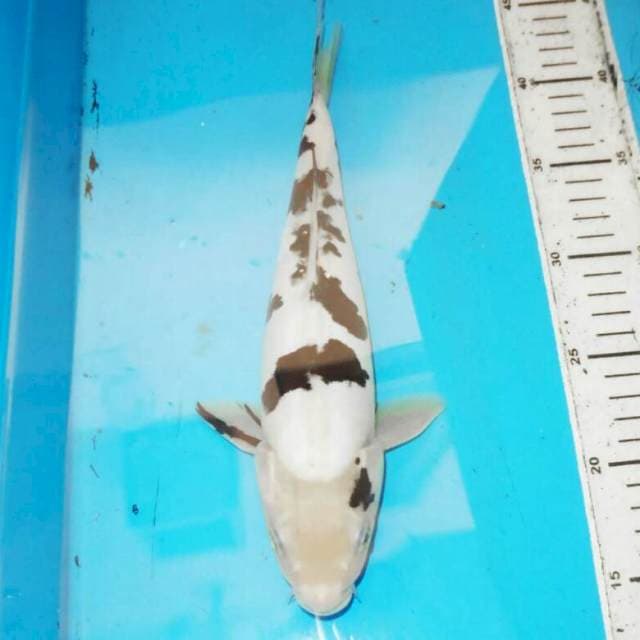 30cm DALMATION BEKO