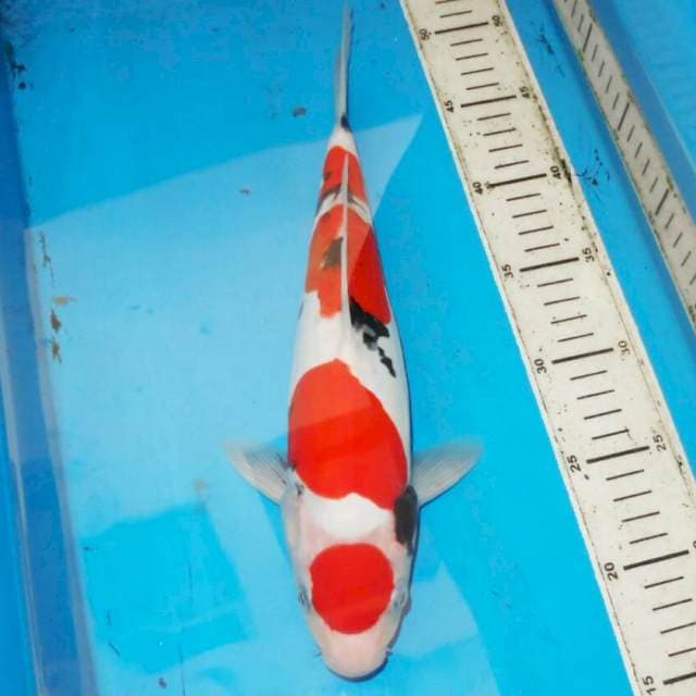 33cm HIGH QUALITY SANKE
