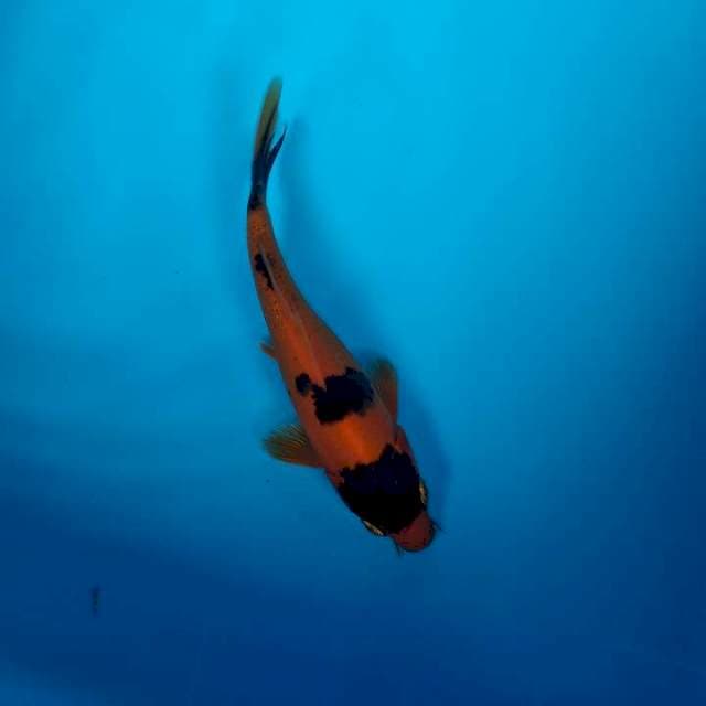 Kawari