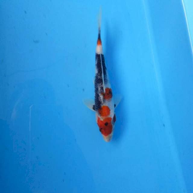 Kindai showa tategoi