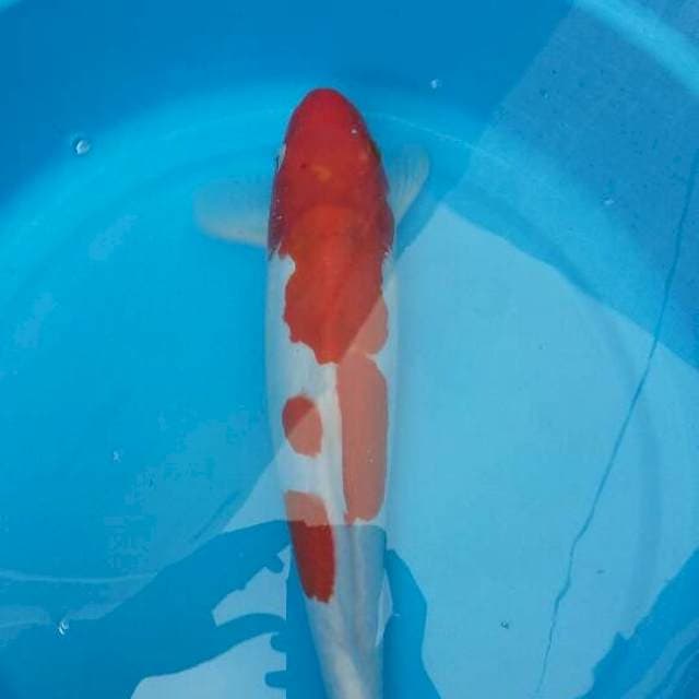 Kohaku